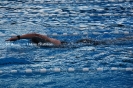 Schwimmen_41